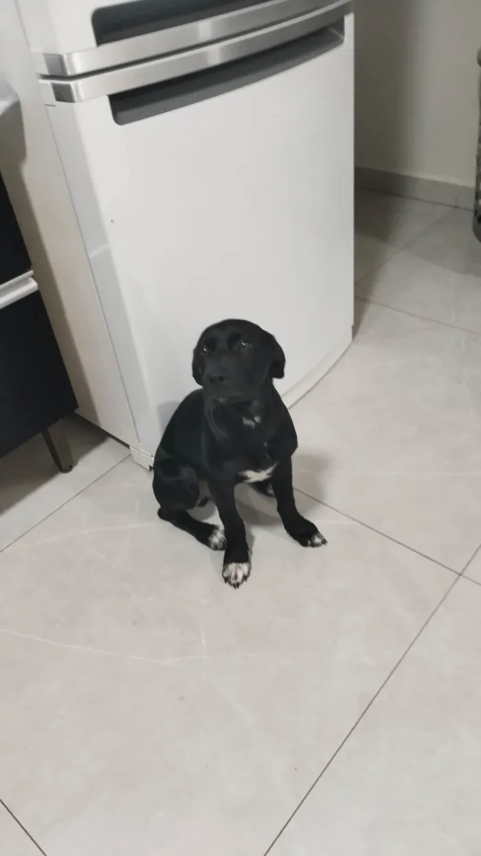 Cachorro ra a Perdigueiro idade 2 a 6 meses nome Spaike 