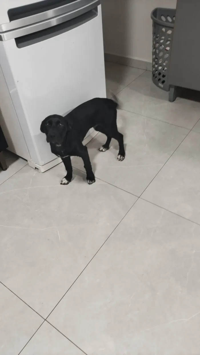 Cachorro ra a Perdigueiro idade 2 a 6 meses nome Spaike 