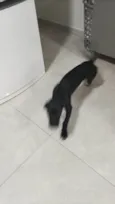 Spaike