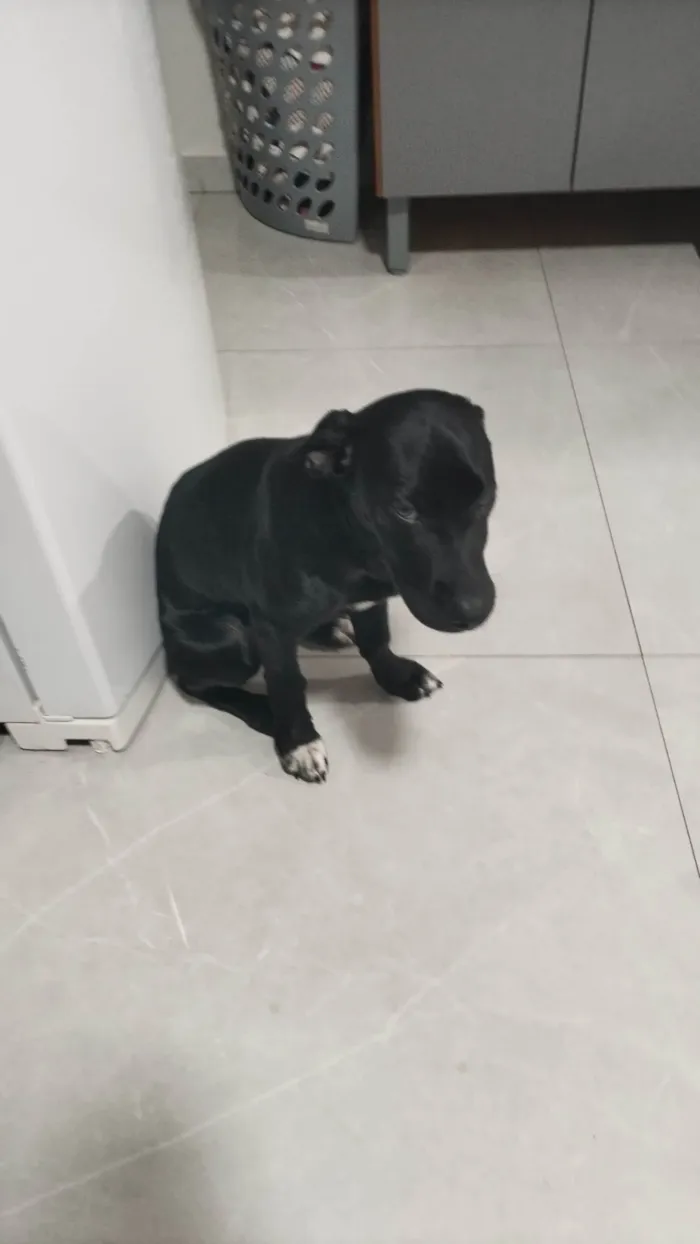 Cachorro ra a Perdigueiro idade 2 a 6 meses nome Spaike 