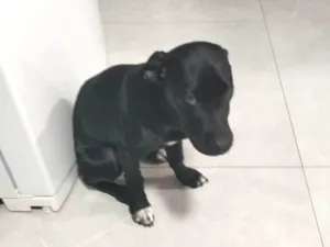 Cachorro raça Perdigueiro idade 2 a 6 meses nome Spaike 
