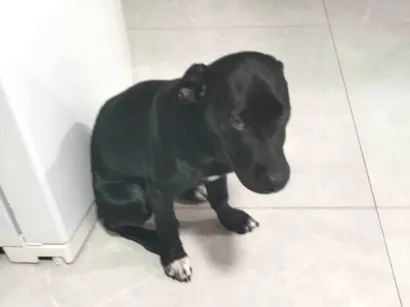 Cachorro raça Perdigueiro idade 2 a 6 meses nome Spaike 