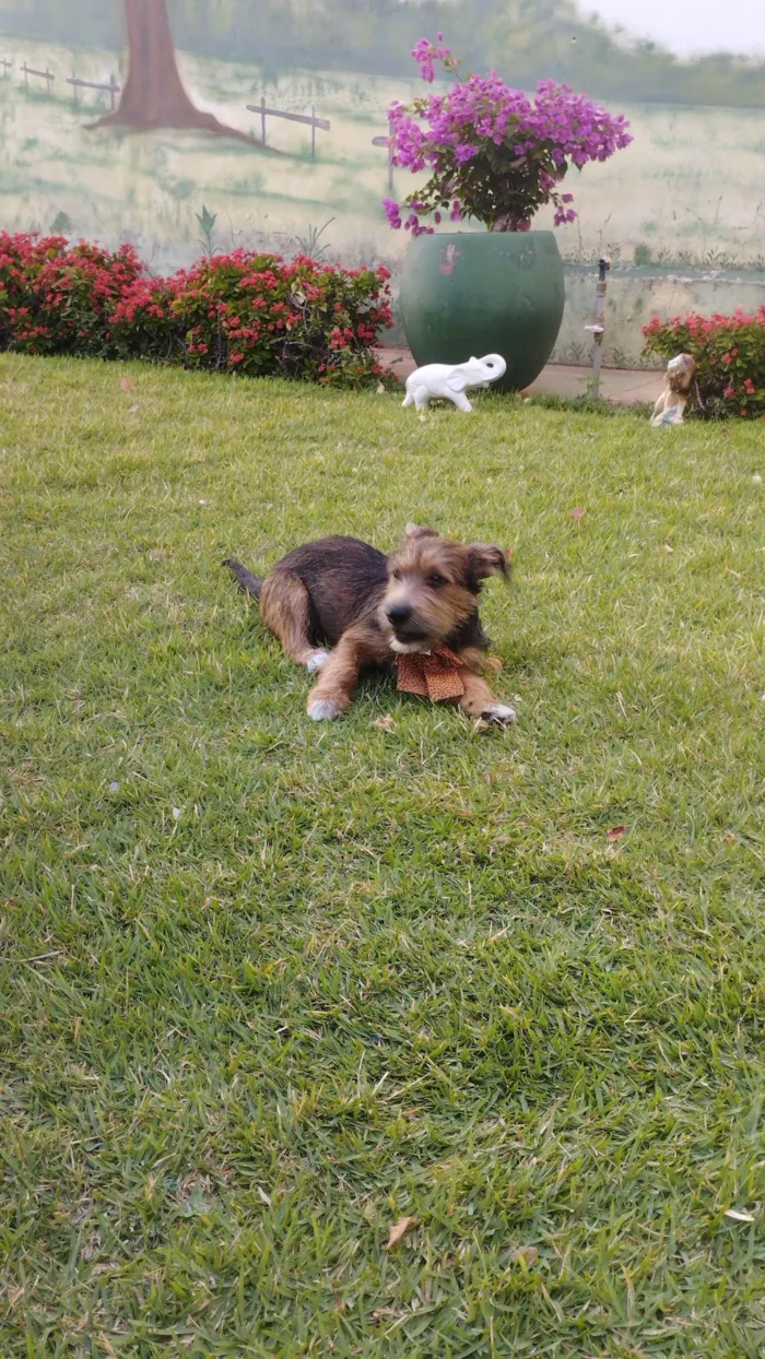 Cachorro ra a SRD-ViraLata idade 2 a 6 meses nome Ravena 