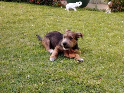 Cachorro raça SRD-ViraLata idade 2 a 6 meses nome Ravena 