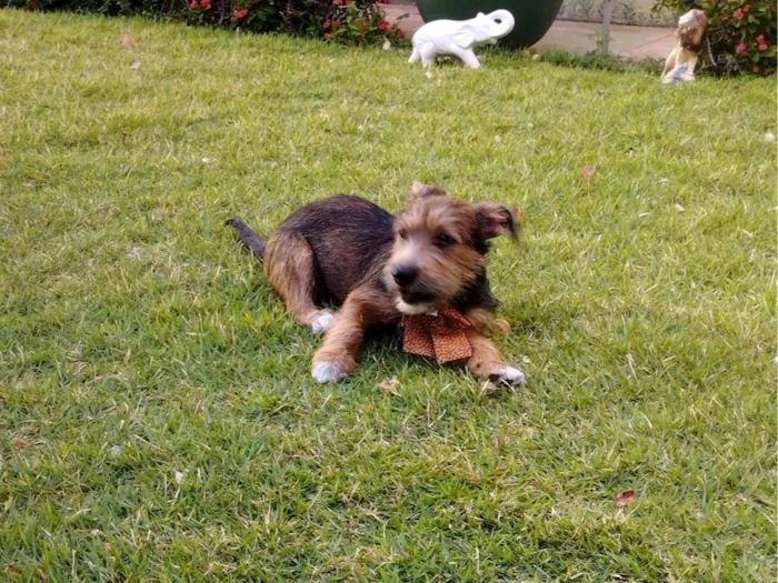 Cachorro ra a SRD-ViraLata idade 2 a 6 meses nome Ravena 