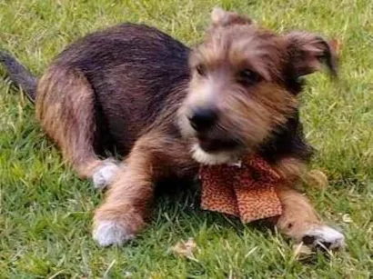 Cachorro raça SRD-ViraLata idade 2 a 6 meses nome Ravena 