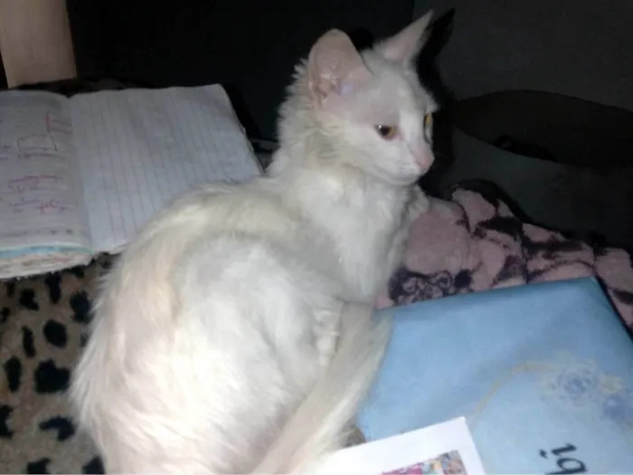 Gato ra a Exótico idade 7 a 11 meses nome Milk