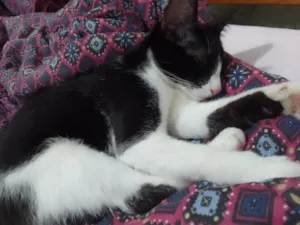 Gato raça Persa idade 7 a 11 meses nome Luma