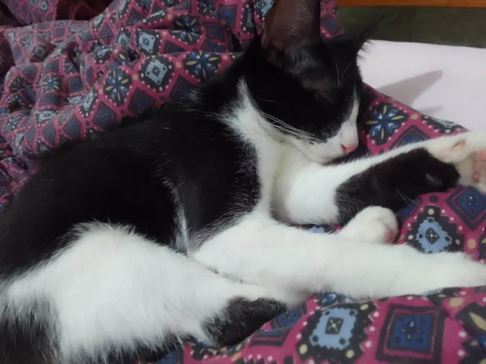 Gato ra a Persa idade 7 a 11 meses nome Luma