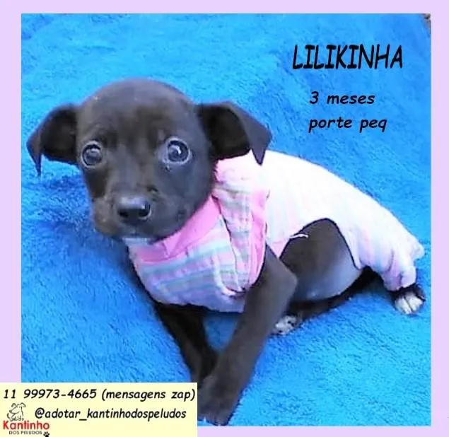 Cachorro ra a SRD-ViraLata idade 2 a 6 meses nome Lilikinha