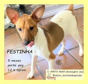 Cachorro raça SRD-ViraLata idade 2 a 6 meses nome Festinha