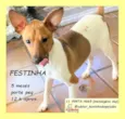Festinha