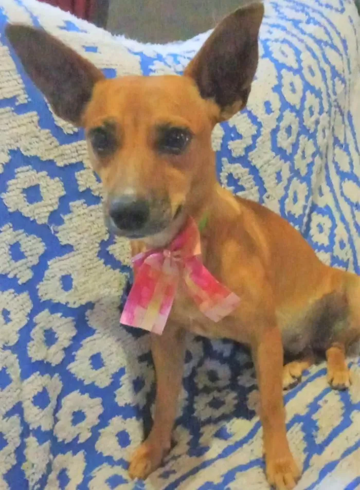 Cachorro ra a SRD-ViraLata idade 2 anos nome Martinha
