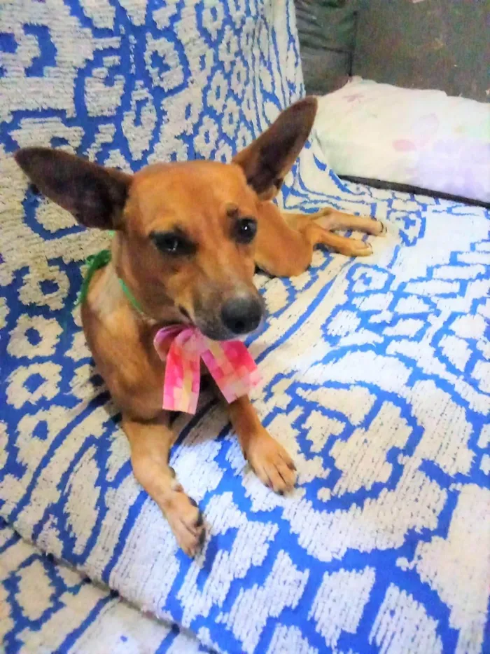 Cachorro ra a SRD-ViraLata idade 2 anos nome Martinha