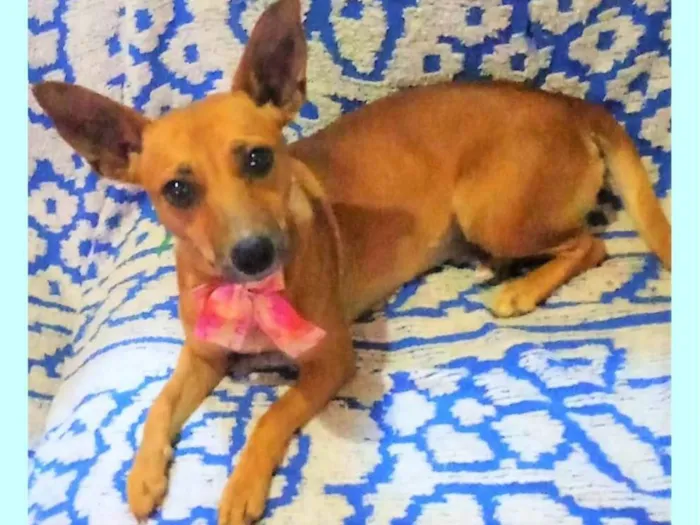 Cachorro ra a SRD-ViraLata idade 2 anos nome Martinha