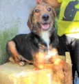 Pintadinha