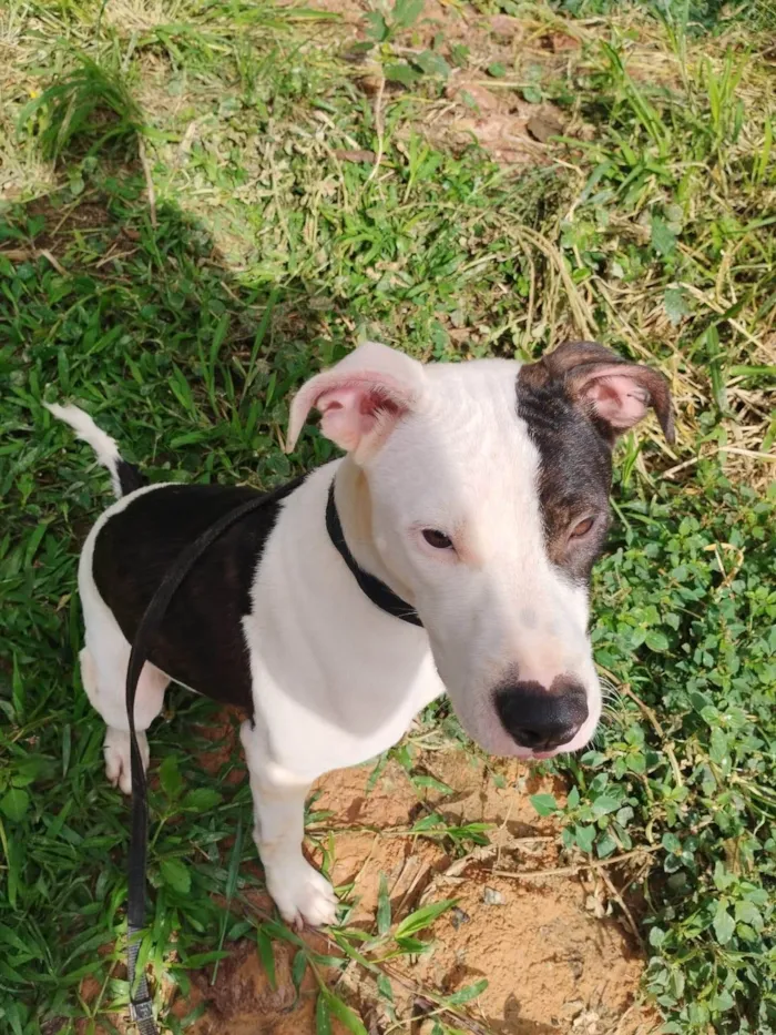 Cachorro ra a SRD-ViraLata idade 7 a 11 meses nome Pirata