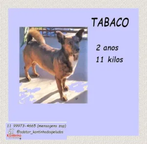 Cachorro raça SRD-ViraLata idade 2 anos nome Tabaco