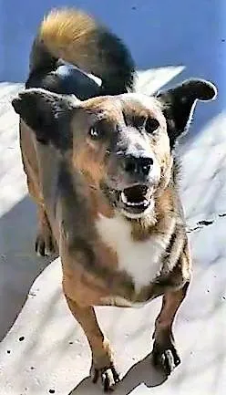 Cachorro ra a SRD-ViraLata idade 2 anos nome Tabaco
