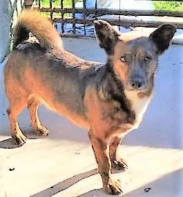Cachorro ra a SRD-ViraLata idade 2 anos nome Tabaco