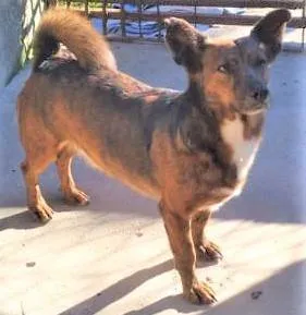 Cachorro ra a SRD-ViraLata idade 2 anos nome Tabaco