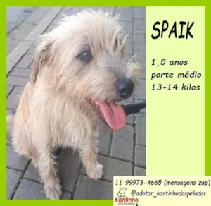 Cachorro raça SRD-ViraLata idade 1 ano nome Spaik