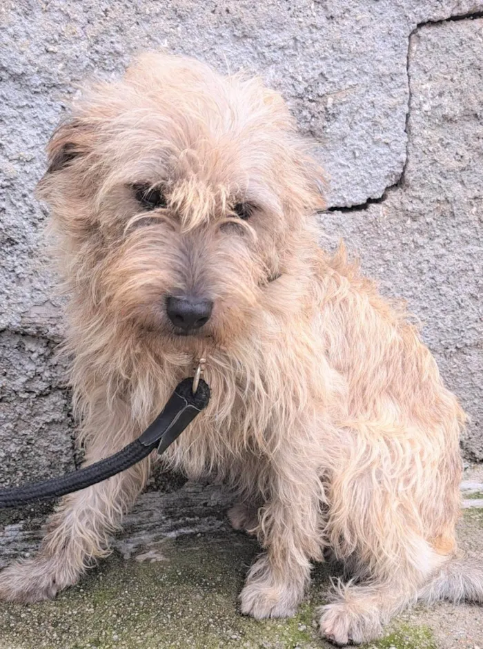 Cachorro ra a SRD-ViraLata idade 1 ano nome Spaik