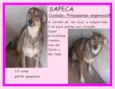 Sapeca