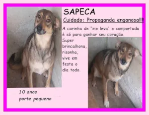 Cachorro raça SRD-ViraLata idade 6 ou mais anos nome Sapeca
