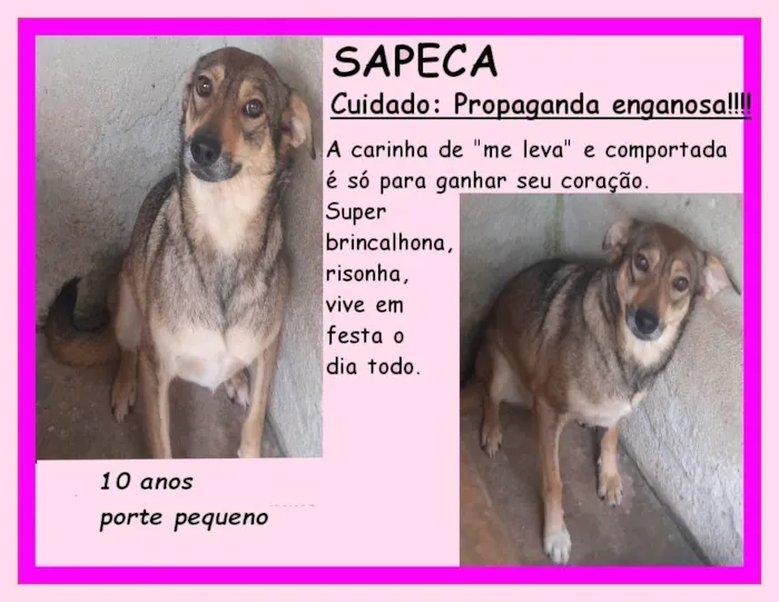 Cachorro ra a SRD-ViraLata idade 6 ou mais anos nome Sapeca