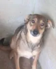 Sapeca