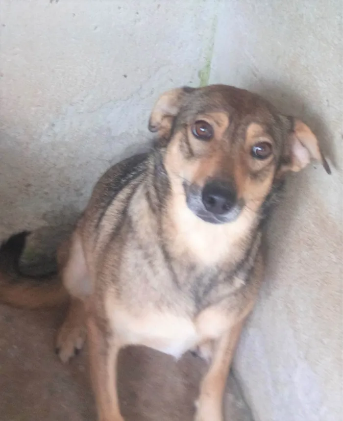 Cachorro ra a SRD-ViraLata idade 6 ou mais anos nome Sapeca