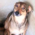 Sapeca