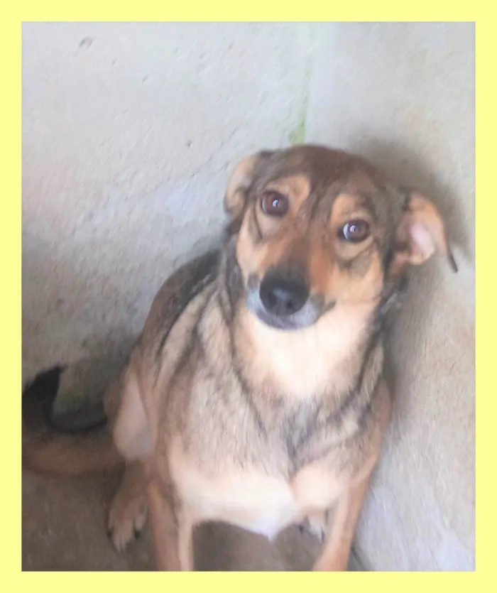 Cachorro ra a SRD-ViraLata idade 6 ou mais anos nome Sapeca