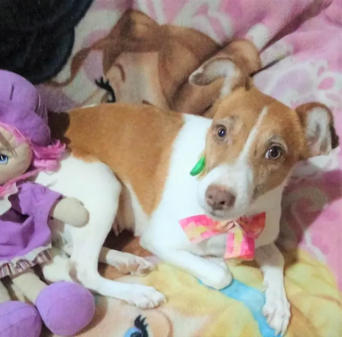 Cachorro ra a SRD-ViraLata idade 1 ano nome Samira