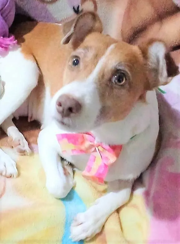 Cachorro ra a SRD-ViraLata idade 1 ano nome Samira