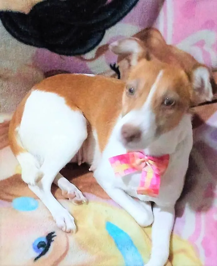 Cachorro ra a SRD-ViraLata idade 1 ano nome Samira