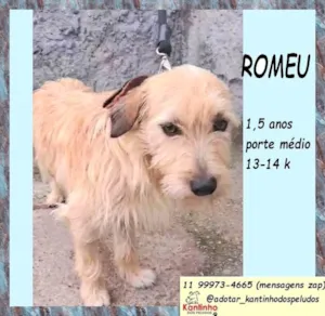 Cachorro raça SRD-ViraLata idade 1 ano nome Romeu