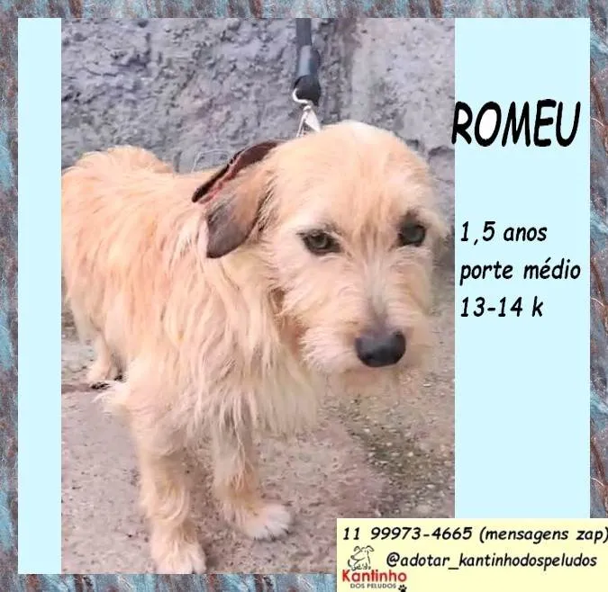 Cachorro ra a SRD-ViraLata idade 1 ano nome Romeu