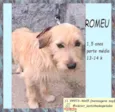 Romeu