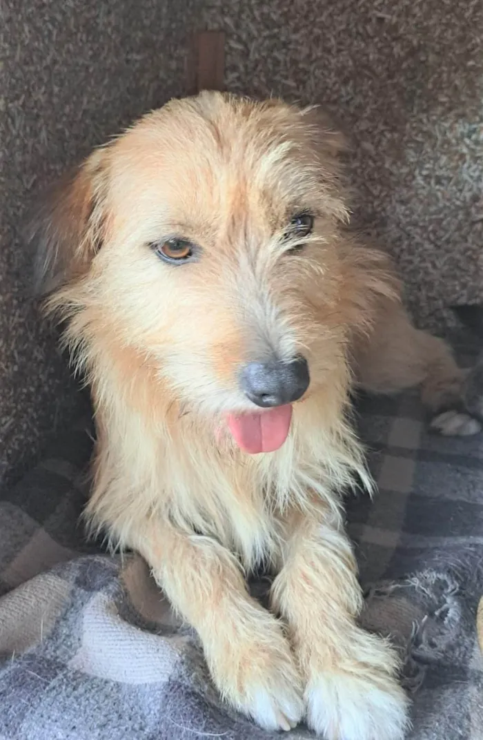 Cachorro ra a SRD-ViraLata idade 1 ano nome Romeu