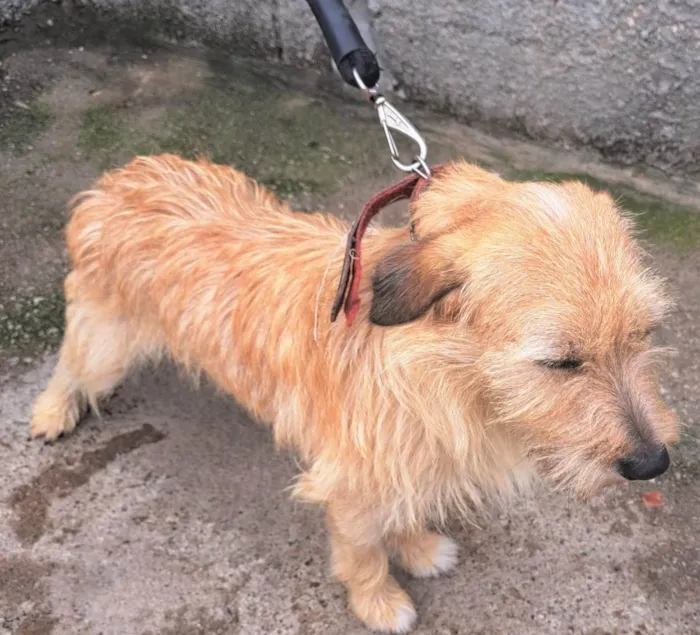 Cachorro ra a SRD-ViraLata idade 1 ano nome Romeu