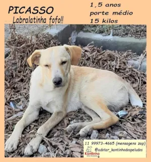 Cachorro raça SRD-ViraLata idade 1 ano nome Picasso