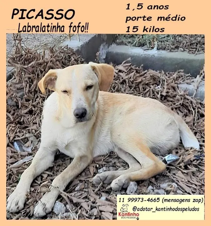 Cachorro ra a SRD-ViraLata idade 1 ano nome Picasso