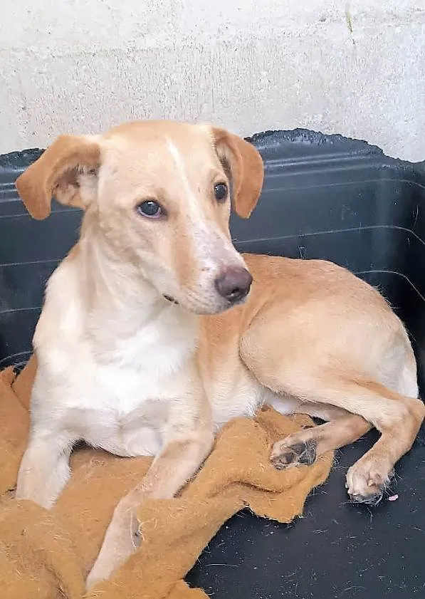 Cachorro ra a SRD-ViraLata idade 1 ano nome Picasso