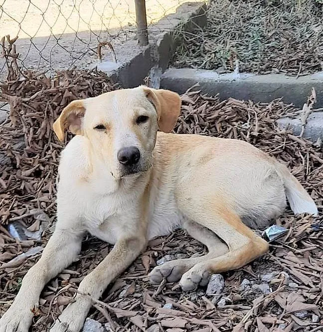 Cachorro ra a SRD-ViraLata idade 1 ano nome Picasso