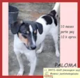 Paloma
