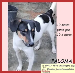 Cachorro raça SRD-ViraLata idade 7 a 11 meses nome Paloma
