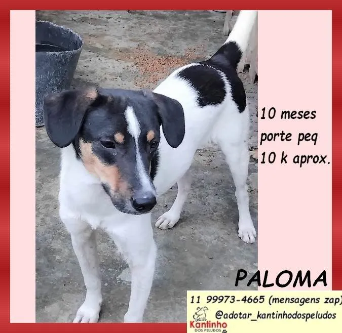 Cachorro ra a SRD-ViraLata idade 7 a 11 meses nome Paloma
