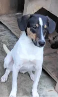 Paloma